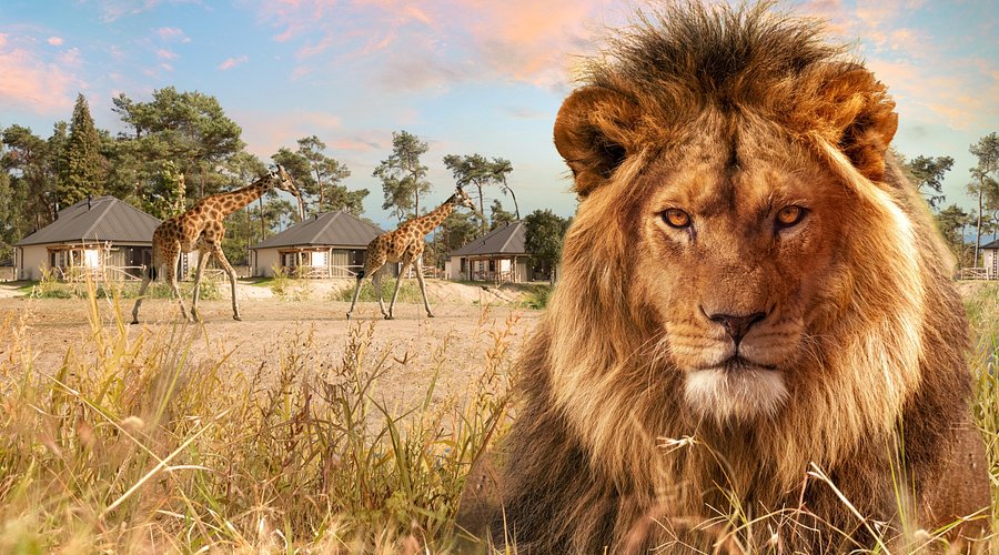 Beekse Bergen Beekse Bergen Hilvarenbeek