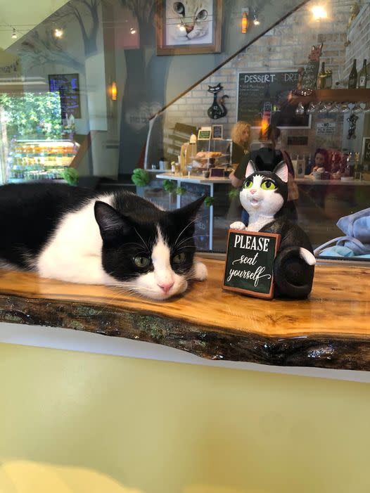 Cat Cafe Close To Me