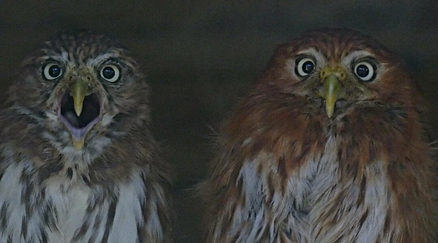 De Paay Uilen En Dierenpark