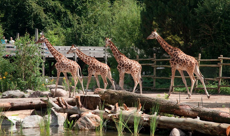 Dierenpark Amersfoort Barchman Wuytierslaan Amersfoort