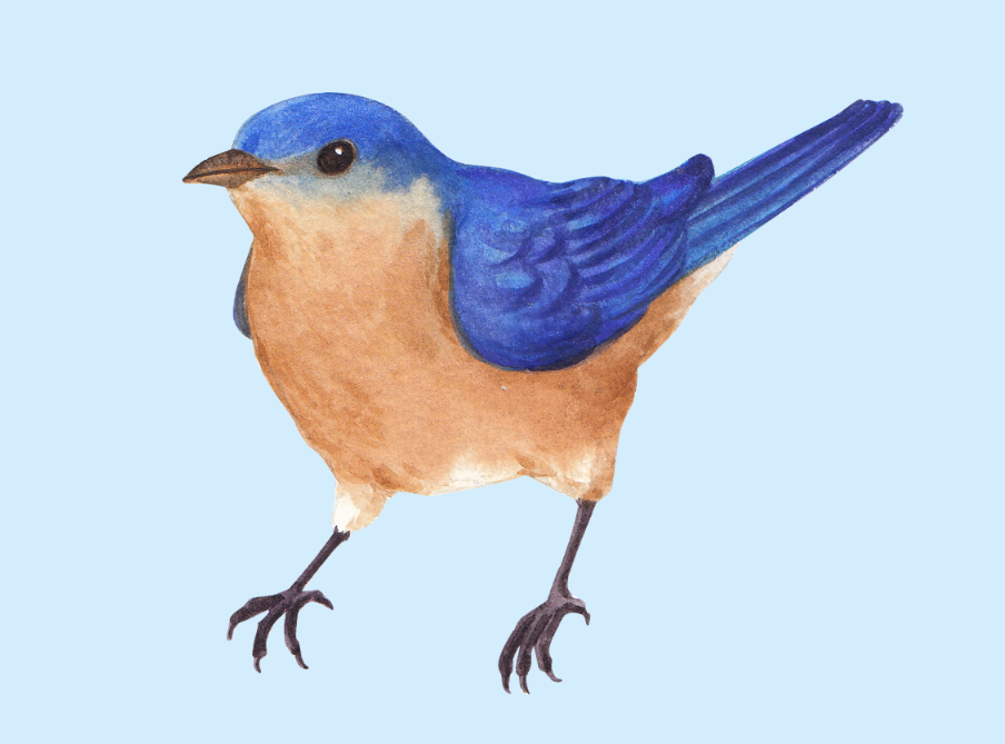 Flierefluiter Betekenis