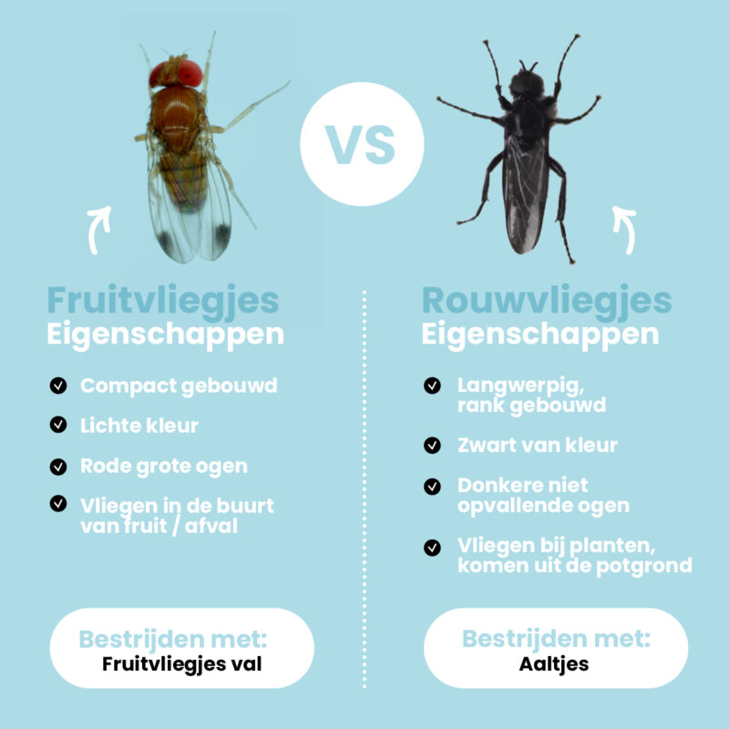 Hoe Kom Je Van Fruitvliegjes Af