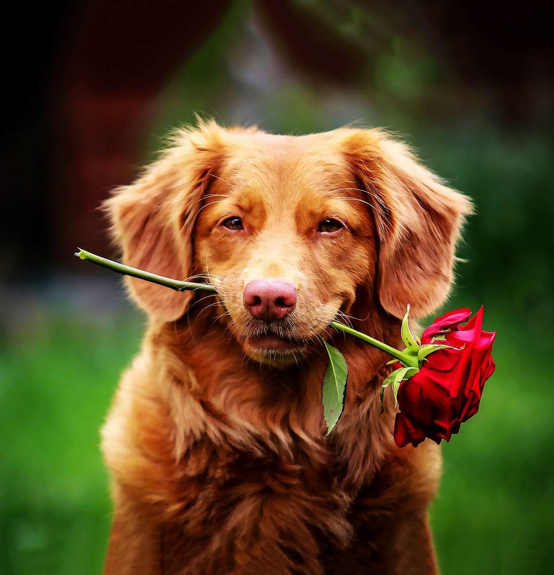 Honden Die Een Baasje Zoeken