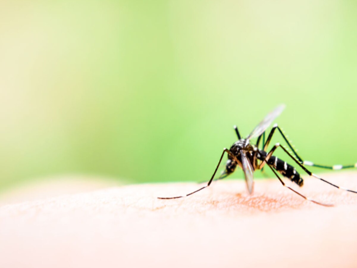 Komen Muggen Op Licht Af