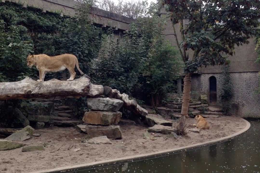 Natura Artis Magistra Meaning