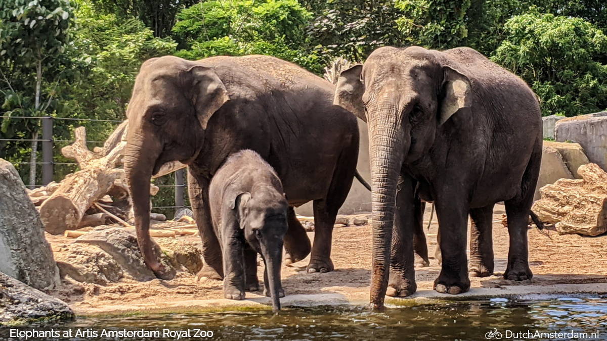 Natura Artis Magistra Zoo Amsterdam Discount