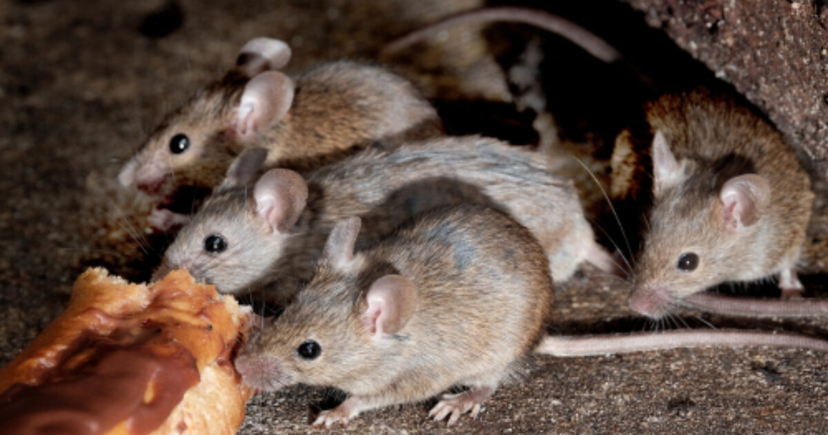 Nooit Meer Last Van Muizen