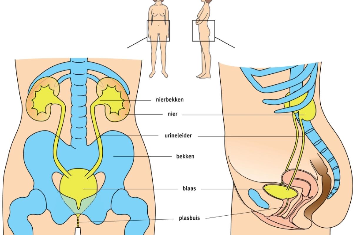 Oorzaak Niet Kunnen Plassen Vrouw