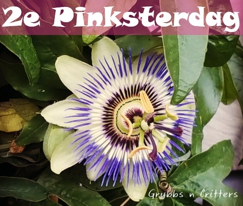 Pinksterdag In English
