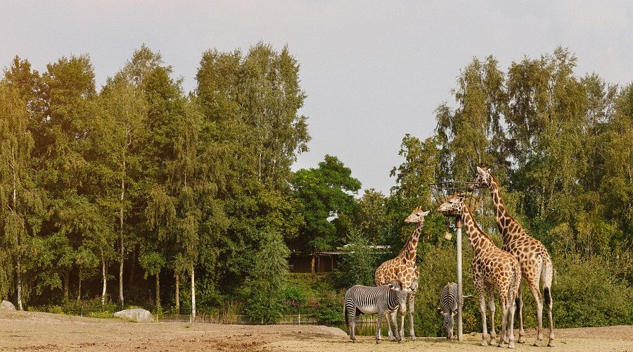 Safaripark Beekse Bergen Beekse Bergen Hilvarenbeek