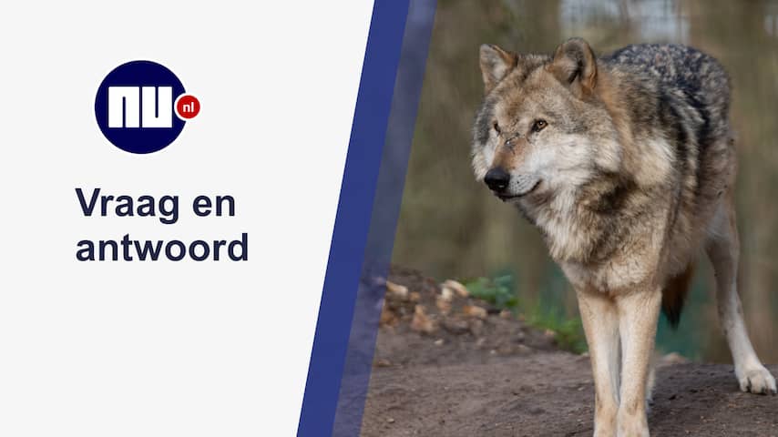 Wat Moet Je Doen Als Je Een Wolf Tegenkomt