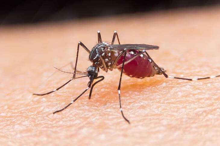 Wat Te Doen Tegen Muggen