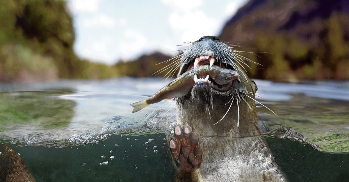 Welk Waterdier Werd In 2002 Opnieuw Uitgezet In Nederland