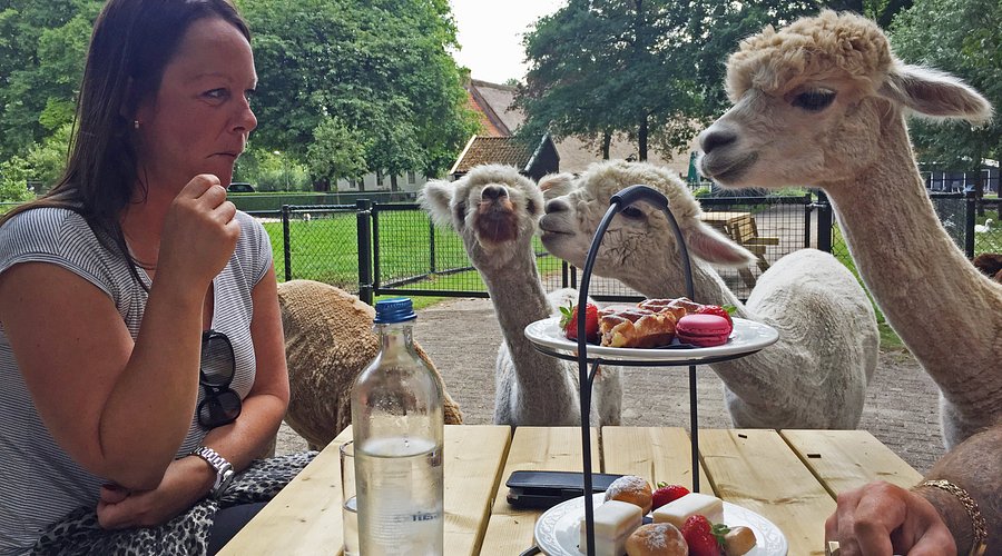 Alpaca Zeeland
