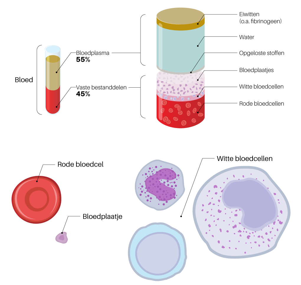 Hoeveel Liter Bloed Heeft Een Mens Nodig Om Te Overleven