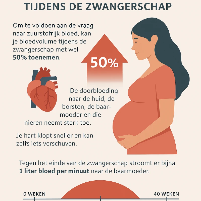 Hoeveel Liter Bloed Heeft Een Zwangere Vrouw