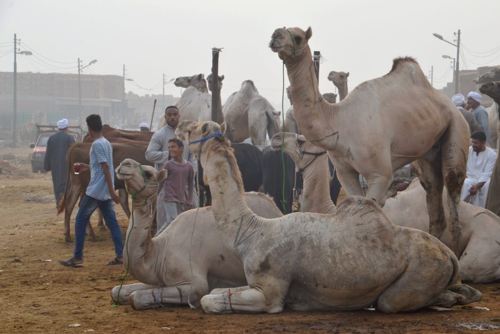 Hoeveel Is Een Kameel Waard In Egypte