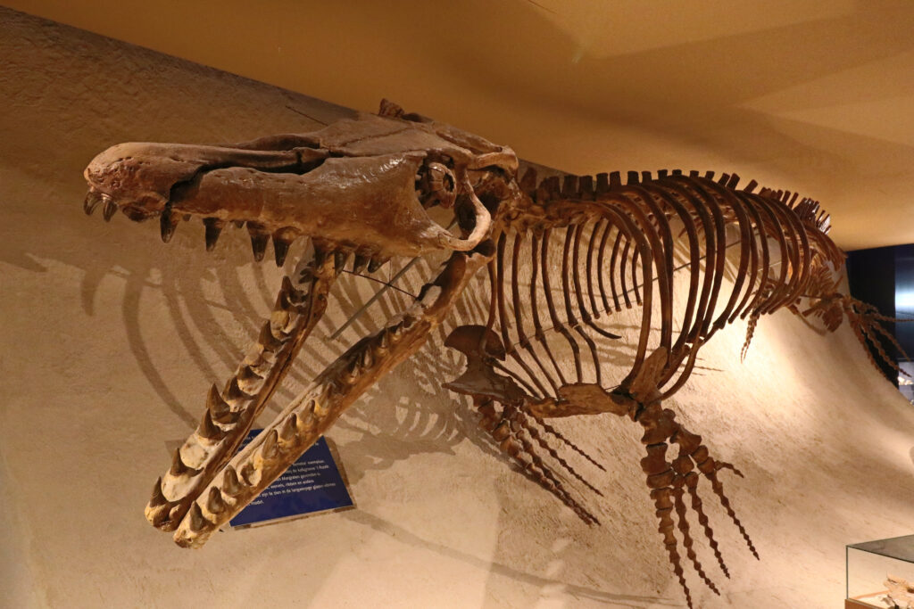 Natural History Museum Of Maastricht Exhibits
