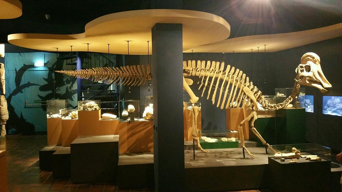 Natural History Museum Of Maastricht Reviews