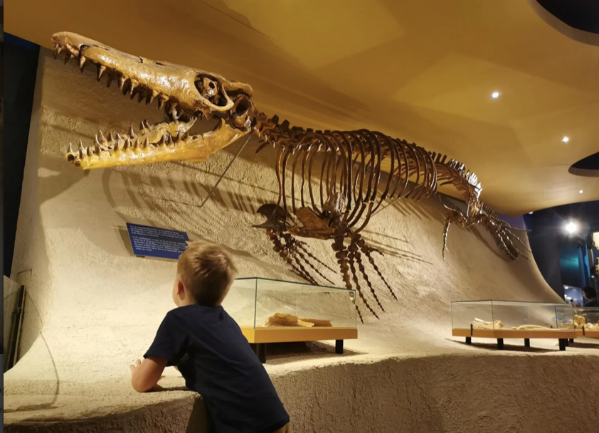 Natural History Museum Of Maastricht Tickets