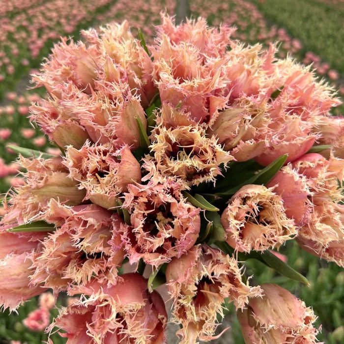 Paleis Het Loo Tulip