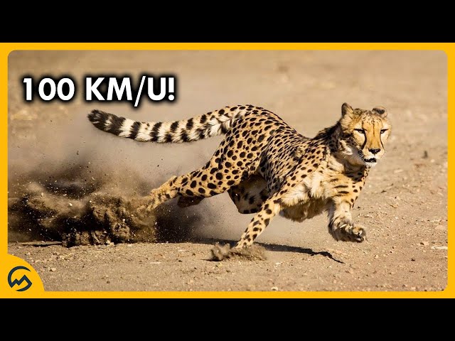 Snelste Dier Ter Wereld