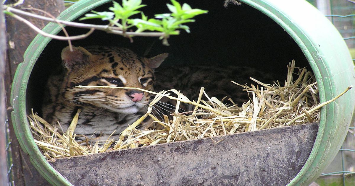 Uilen En Dierenpark De Paay Beesd