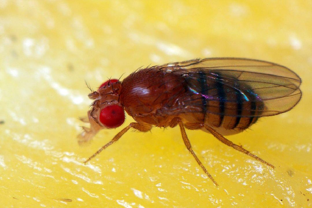 Waar Komen Fruitvliegjes Vandaan