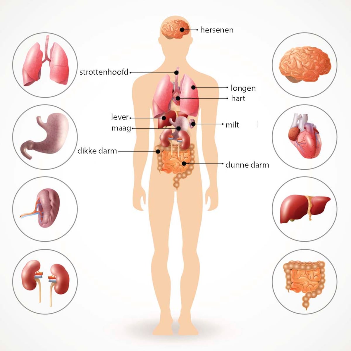 Welk Menselijk Orgaan Heeft De Vorm Van Een Boon