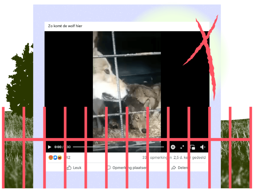 Welk Waterdier Werd In 2002 Opnieuw Uitgezet In Nederland Vijf Letters