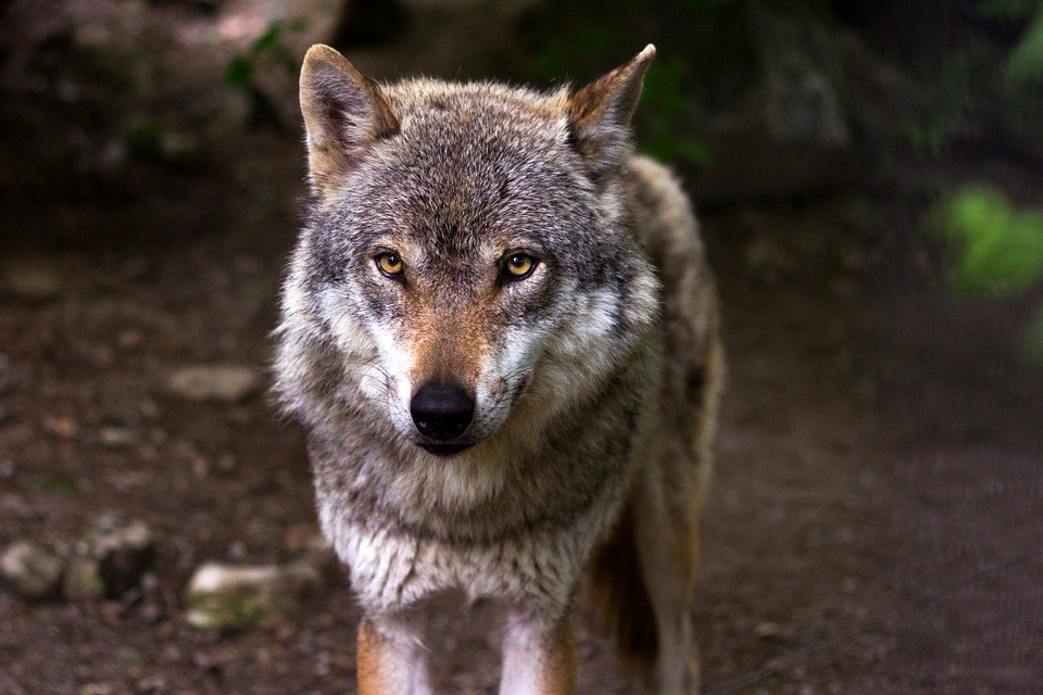 Wolven In Nederland