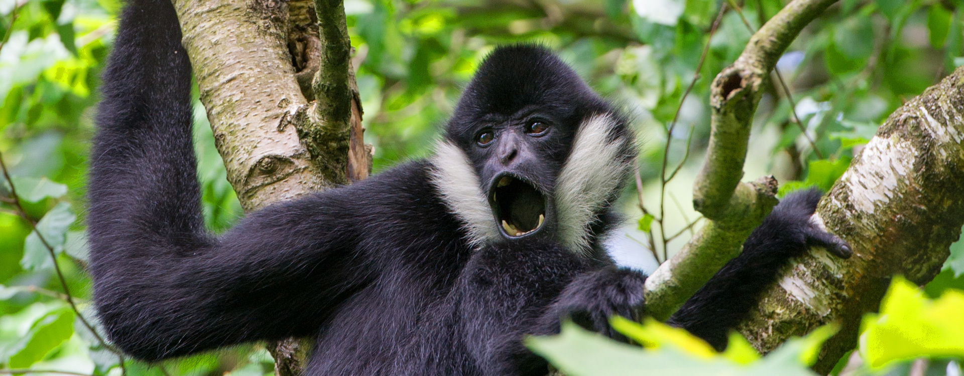 Apenheul Openingstijden