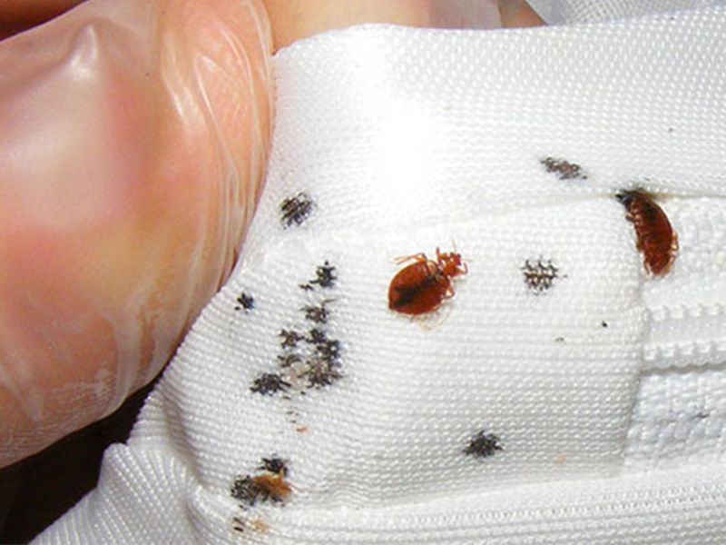 Bedwantsen Herkennen In Hotel