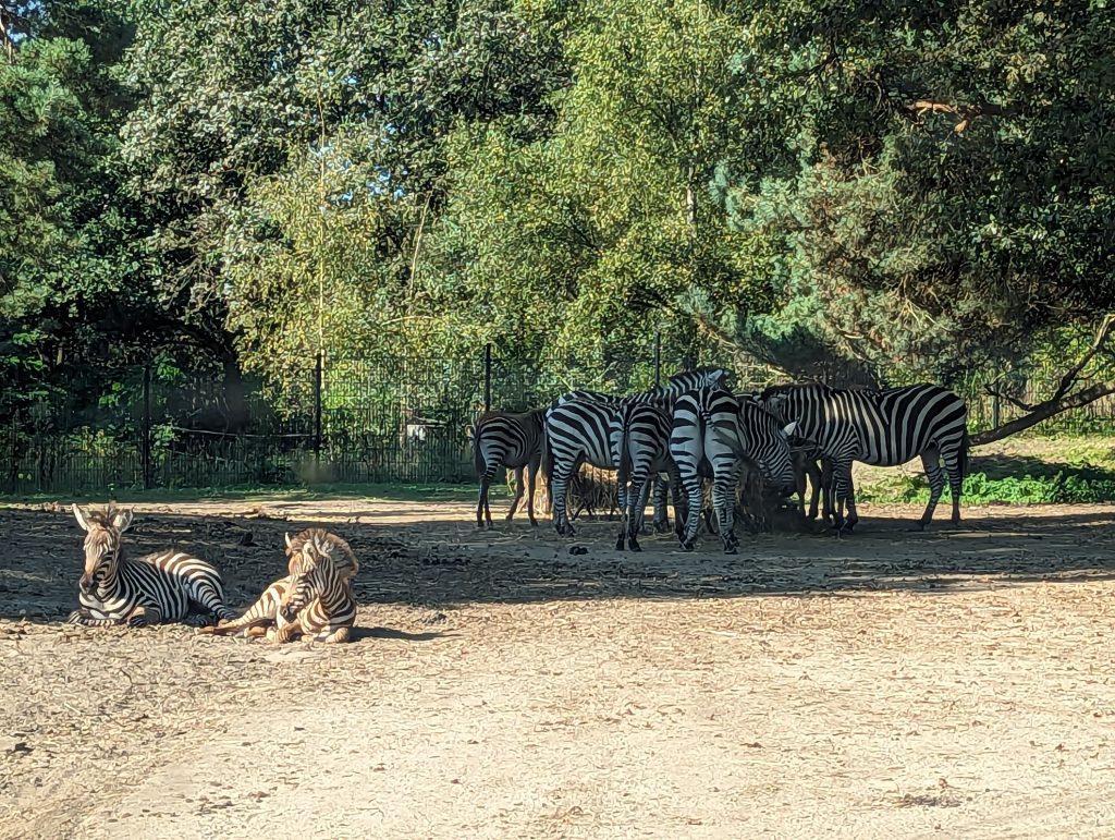 Beekse Bergen Without A Car