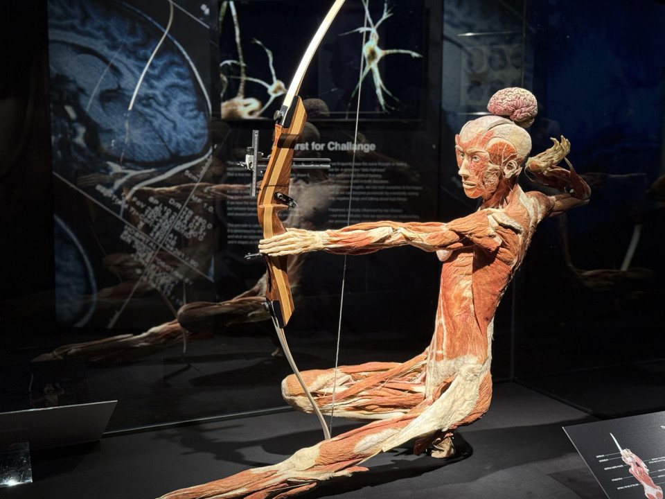 BODY WORLDS
