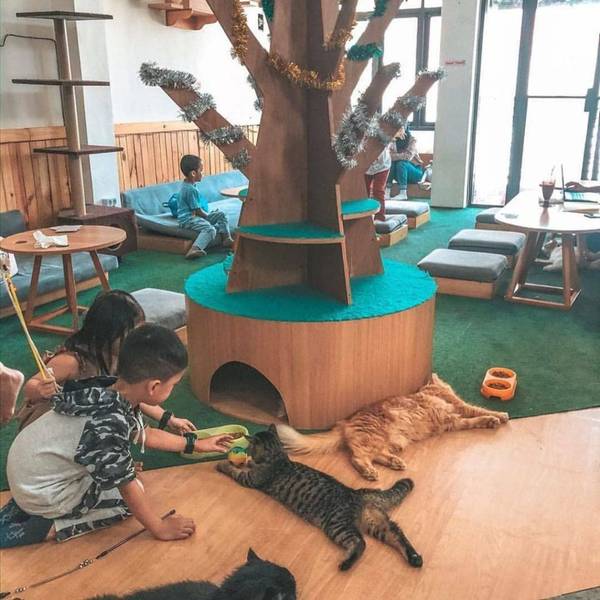 Cat Cafe Surabaya