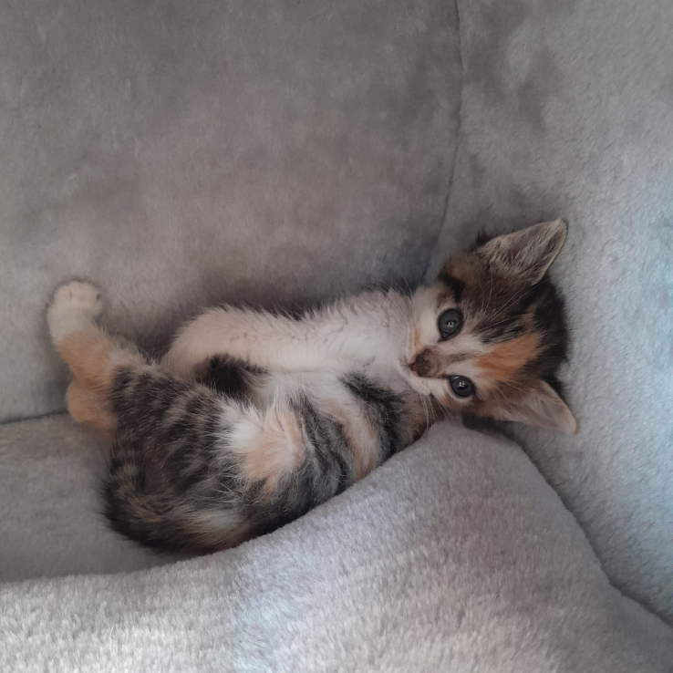 Dierenasiel In De Buurt