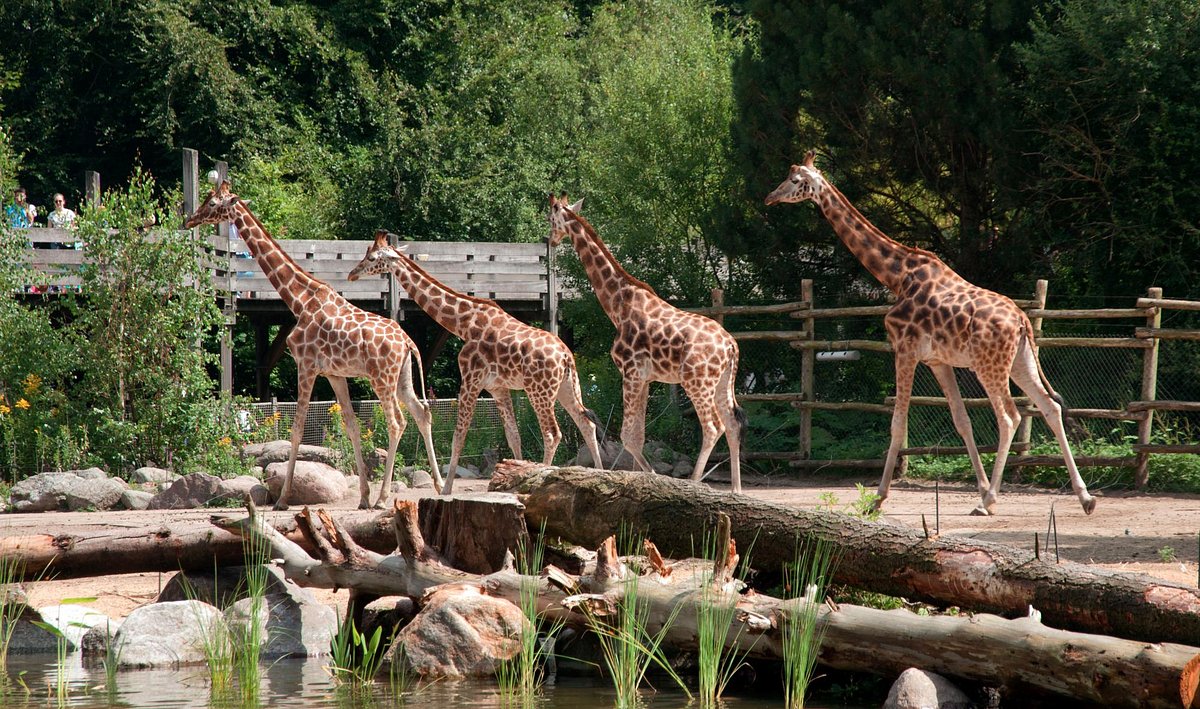 DierenPark Amersfoort Tickets