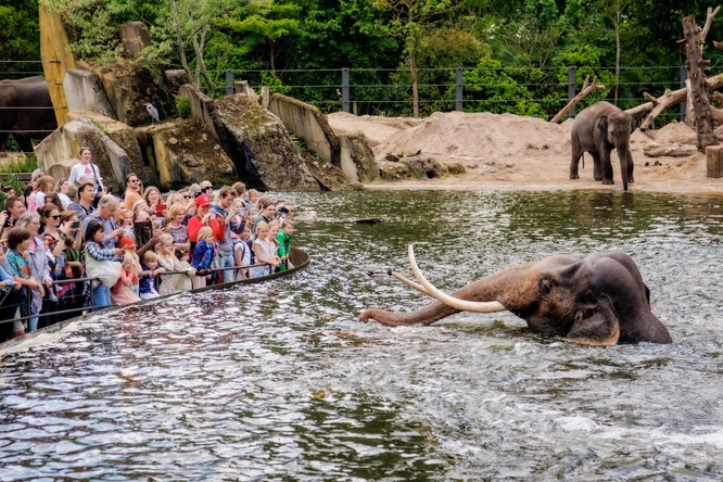 Dierentuin Nederland Tickets