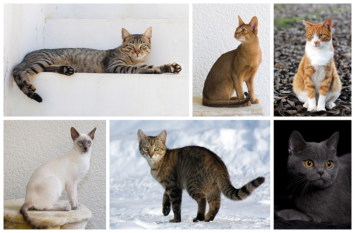 Feline Genee
