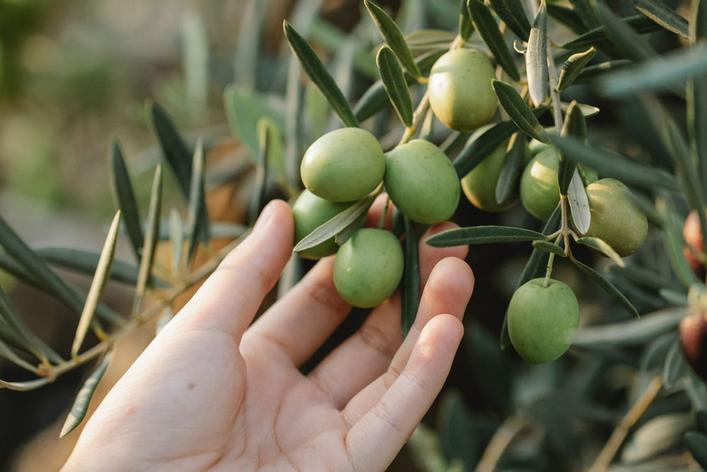 Fruit Plukken Zuid-Holland