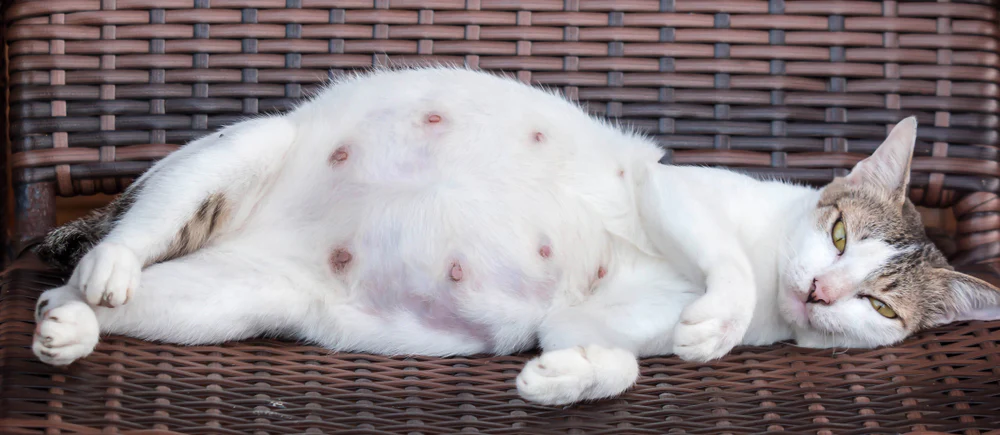 Hoe Lang Is Een Kat Zwanger