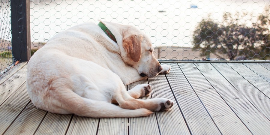 Hoe Lang Is Een Labrador Zwanger