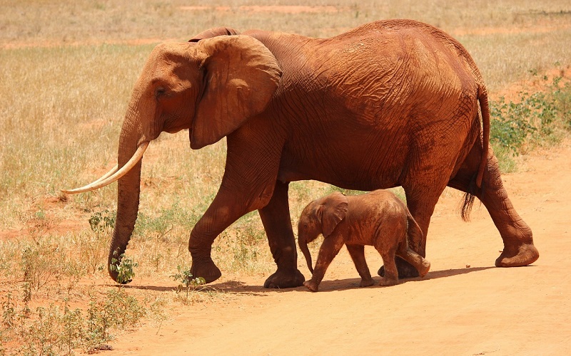Hoe Lang Is Een Olifant Zwanger