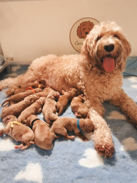 Hoelang Is Een Labradoodle Zwanger