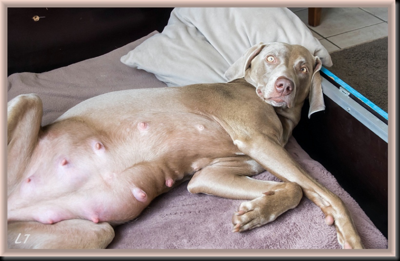 Hoeveel Maanden Is Een Hond Zwanger