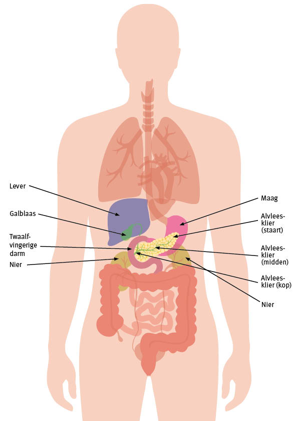 Menselijk Lichaam Organen