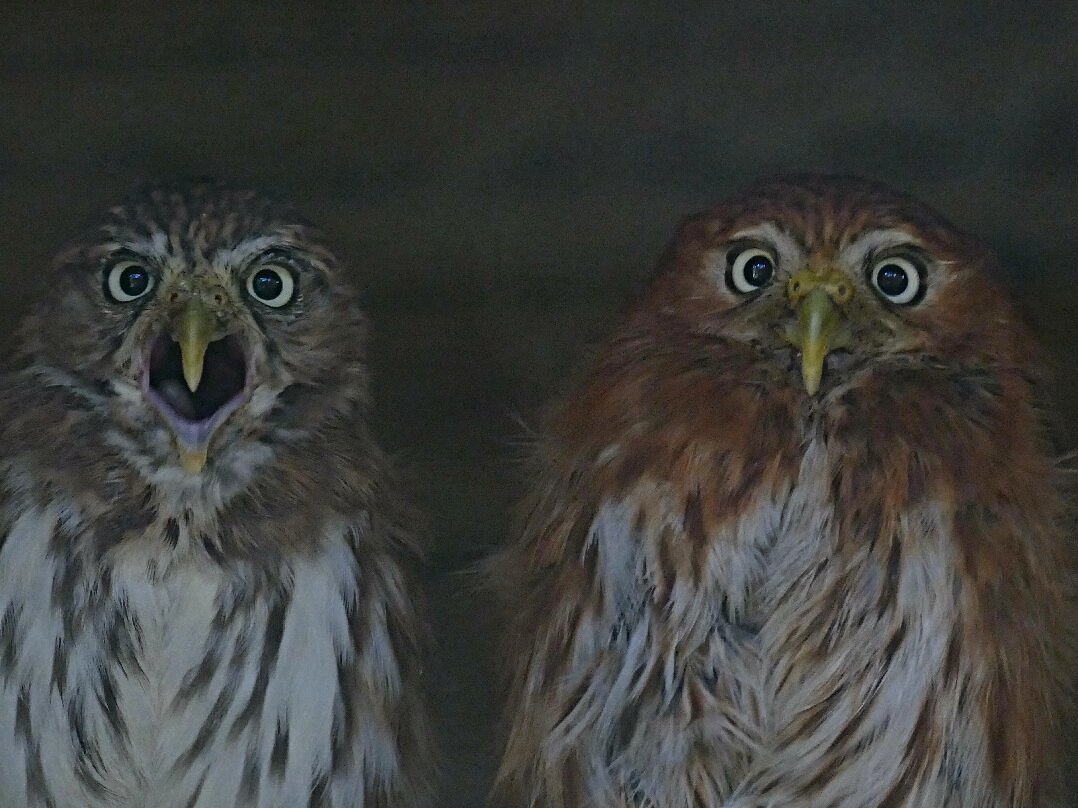 Uilen En Dierenpark De Paay Reviews