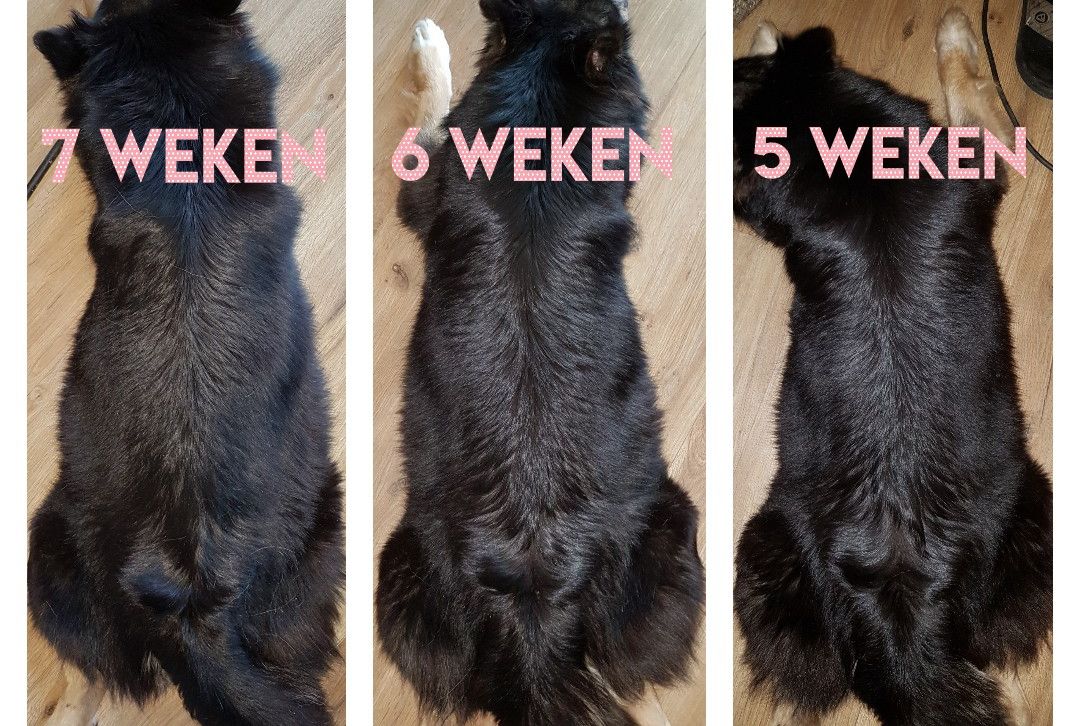 Zwangerschap Hond Van Week Tot Week