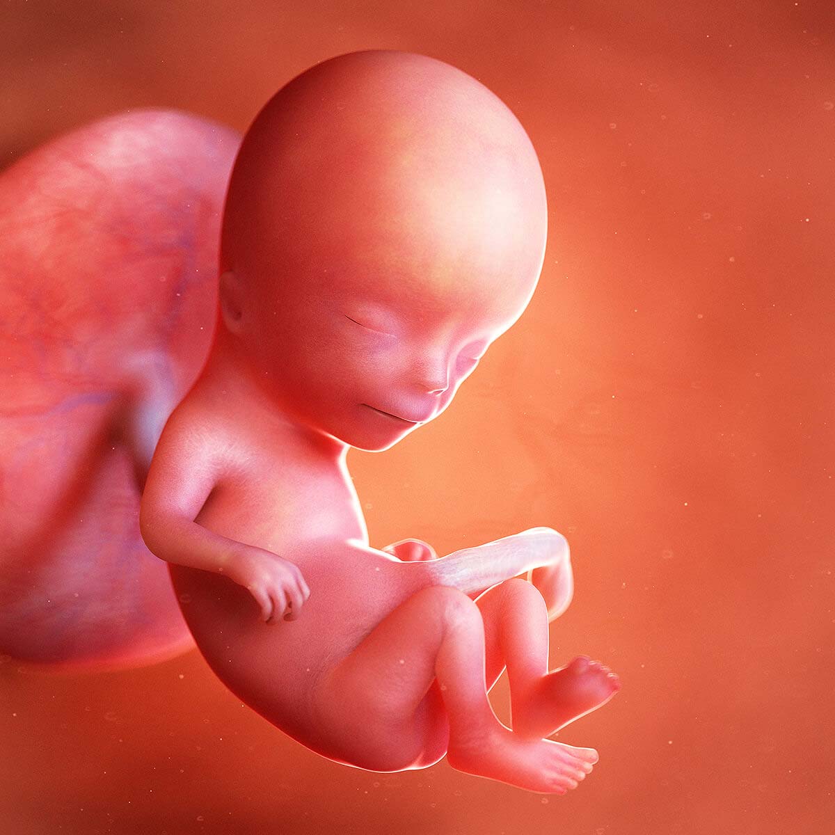 13 Weken Zwanger Age